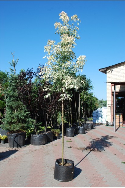 40л/вис.240-260см/Ø40-50см/ШТАМБ 200-220см/обхват 8-10см